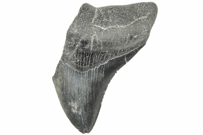 Partial Megalodon Tooth - South Carolina #194042
